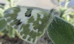  bathwhite butterfly (Pontia daplidice)